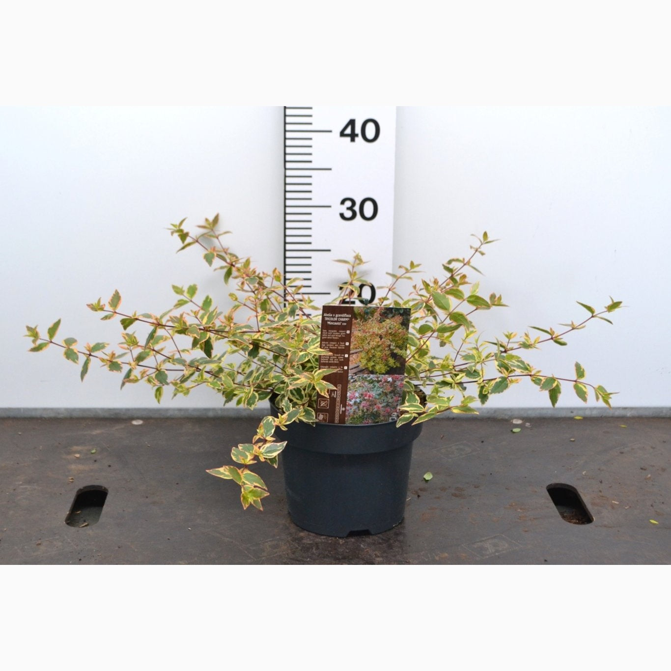 Storablia – Abelia grandifl. 'Tricolor Charm' - C3 20-40 CM